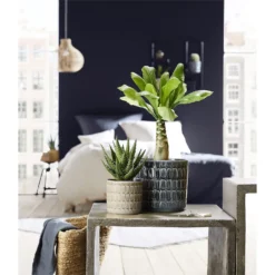 Scheurich Elna Yellow Ceramic Pot - 16cm 2 Scheurich Elna Yellow Ceramic Pot - 16cm -Deals Furniture Store 12912158 1254845868136031